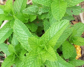 Heirloom Spearmint Seeds - Mentha spicata - B320