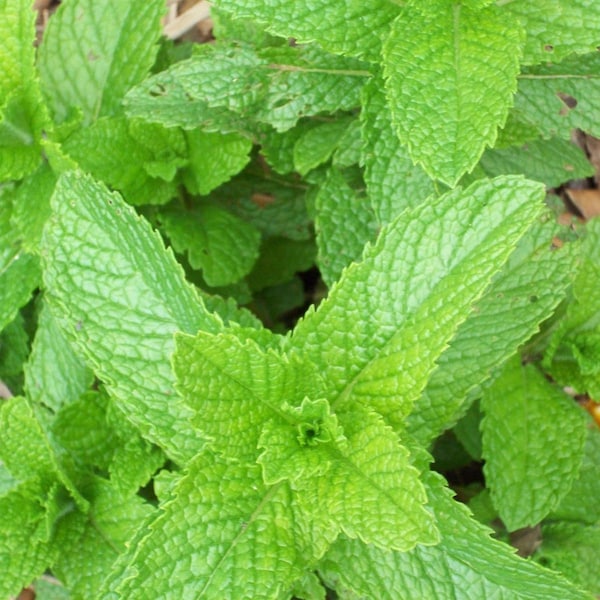 Heirloom Spearmint Seeds - Mentha spicata - B320