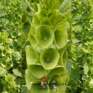 Bells of Ireland Seeds - Moluccella laevis - B223