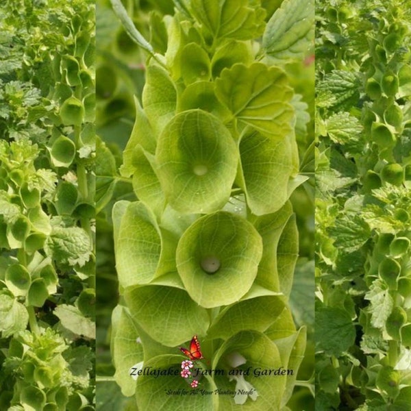 Bells of Ireland Seeds - Moluccella laevis - B223