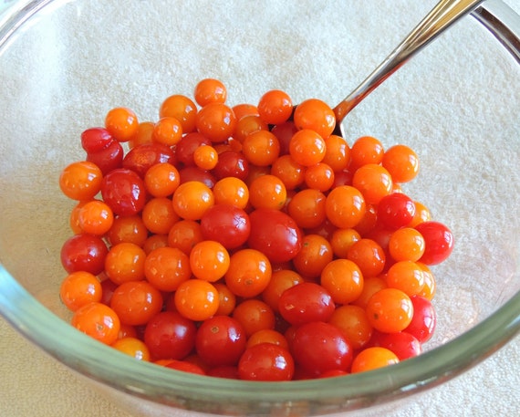 World/'s Smallest Tomato Seeds Dwarf Red Currant bin312