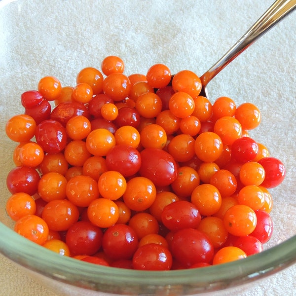 World's Smallest Tomato Seeds - B312