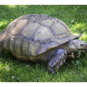 Broadleaf Tortoise Forage Blend Seeds - ST25