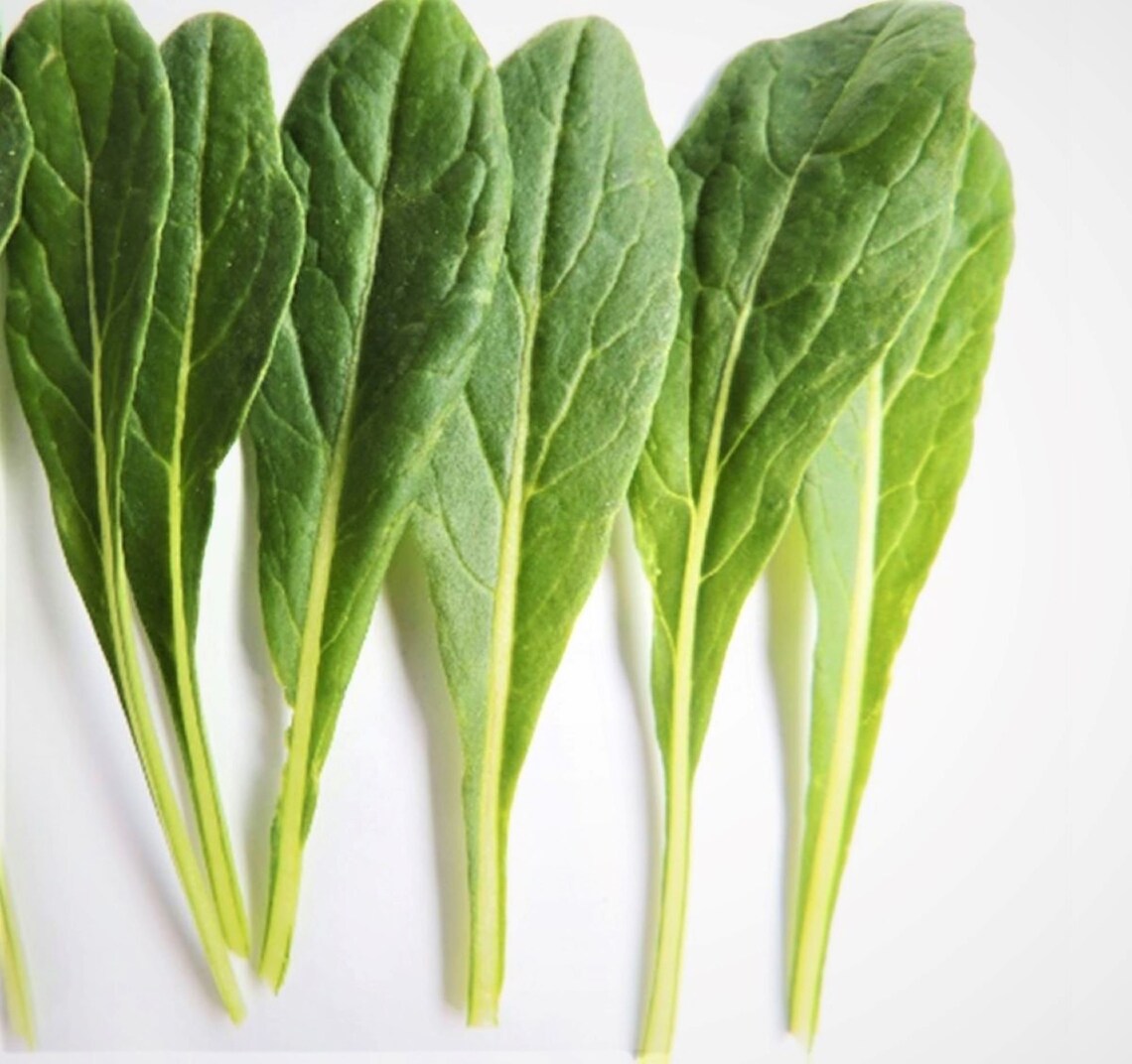 Mibuna Chinese Mustard Cabbage KIM CHI Asian Green 293 Etsy