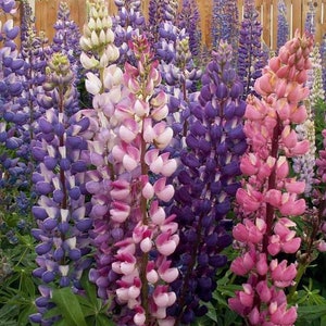 Russell Lupine Seeds - Lupinus polyphyllus - B143