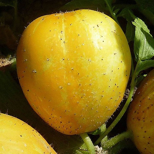 Lemon Cucumber Crisp Tasty Heirloom 15 Seeds Easy to Grow Etsy