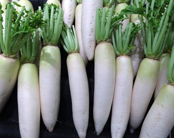 Heirloom Daikon Radish Seeds - Raphanus sativus var. longipinnatus - B289