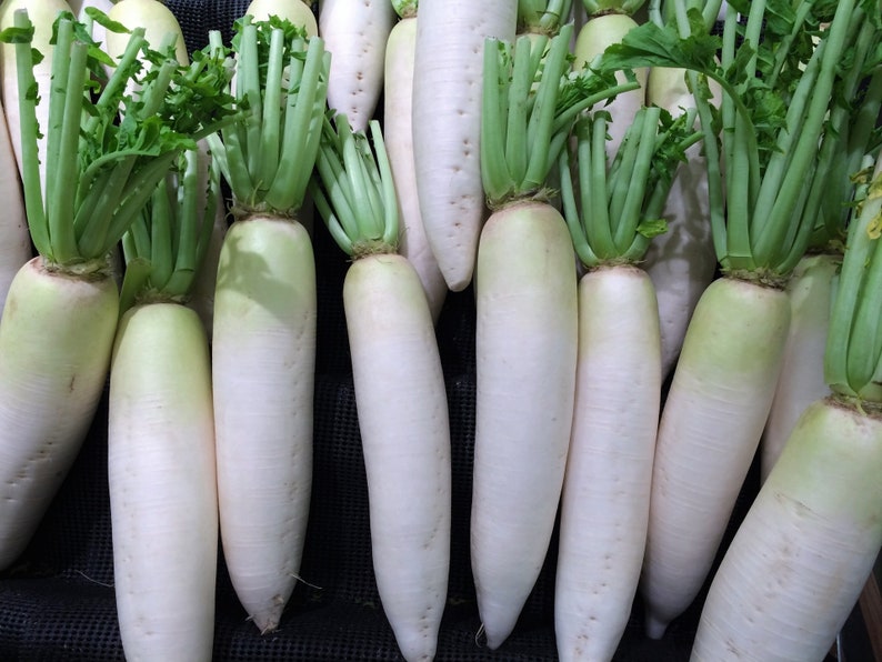 Heirloom Daikon Radish Seeds Raphanus sativus var. longipinnatus B289 image 1