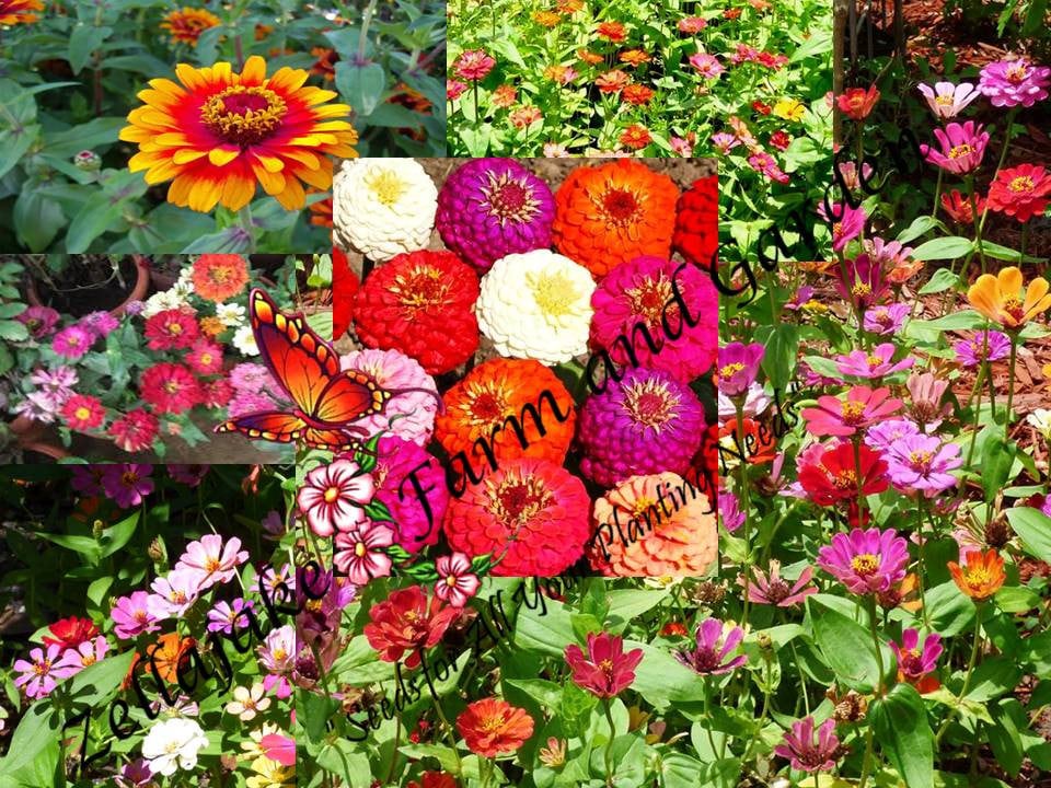 Zin Master Zinnia Flower Mix Seed - Pick Sizes - binST27