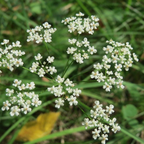 Anise Seeds - Pimpinella anisum - B101