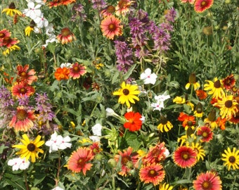 Florida & Gulf Coast Wildflower Mix Seeds - ST22