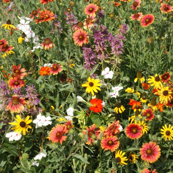 Florida & Gulf Coast Wildflower Mix Seeds - ST22