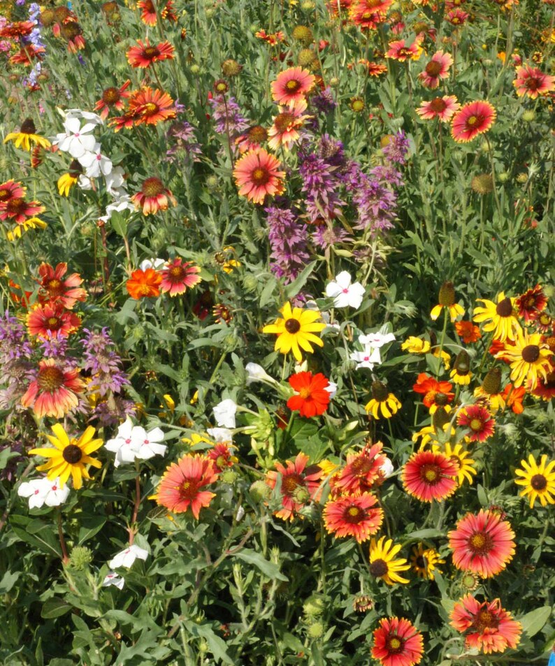 Florida & Gulf Coast Wildflower Mix Seeds Annuals and Etsy