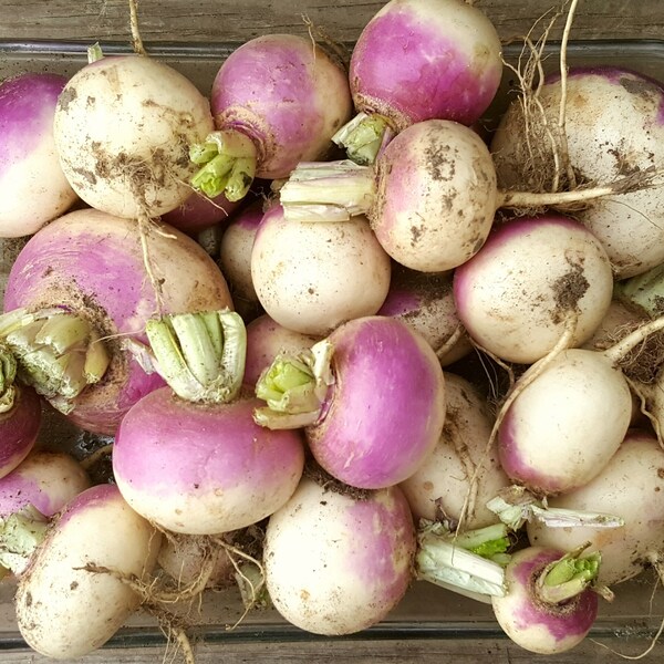 Purple Top Turnip Greens Etsy