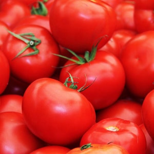 Floradade Tomato Lycopersicon esculentum B204 image 1