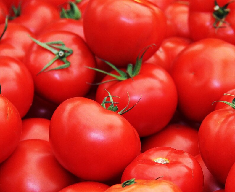 Floradade Tomato Lycopersicon esculentum B204 image 1