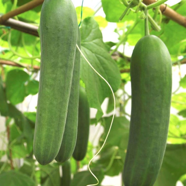 Heirloom Cucumber Spacemaster Seeds - Cucumis sativus - B323