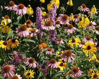 Midwest Wildflower Seed Mix  - ST2