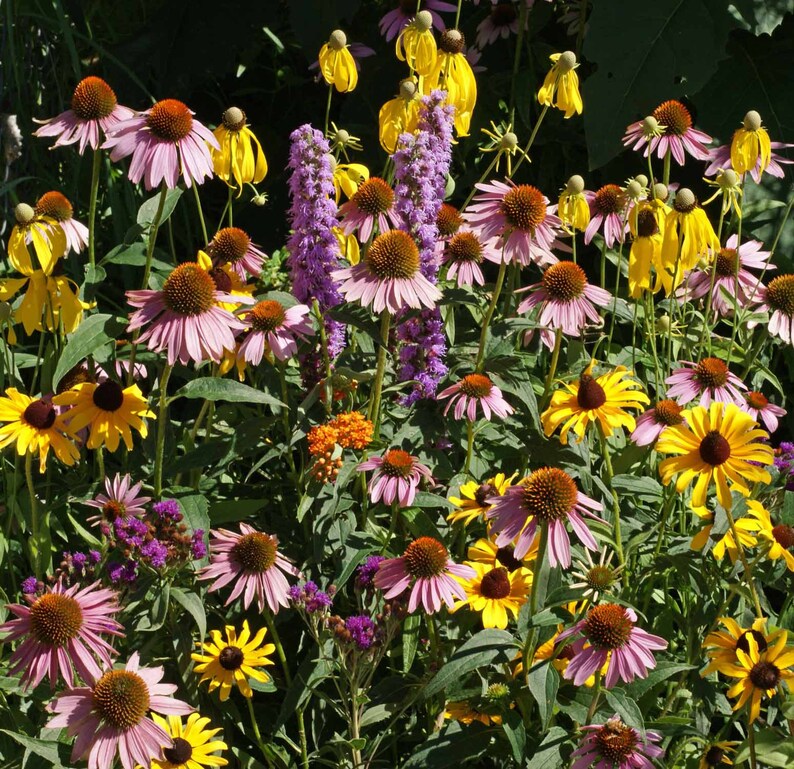 Midwest Wildflower Seed Mix Attracts Butterflies & Bees Etsy