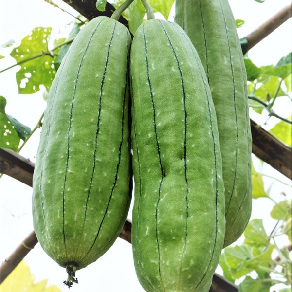 Luffa Sponge Gourd Seeds - Luffa cylindrica - B47