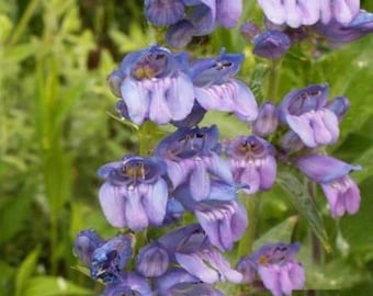 Rocky Mountain Penstemon Wildflower Seeds - Penstemon strictus - B12