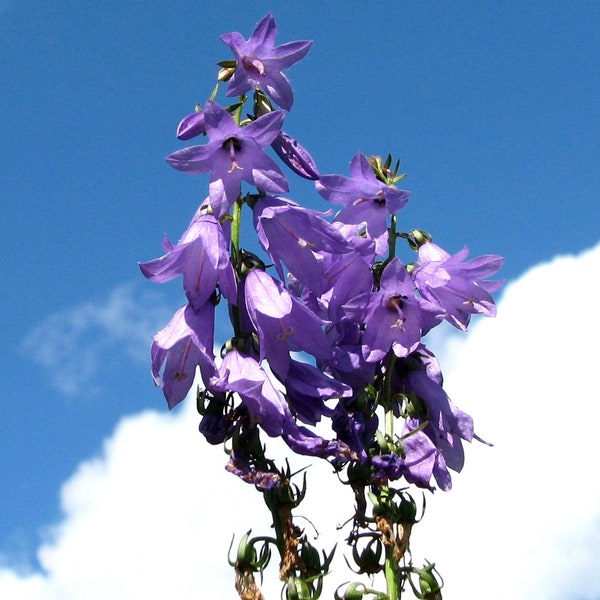 Lobelia Great Blue Wildflower Seeds - Lobelia siphilitica - B215