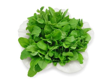 Heirloom Arugula Roquette Seeds - Eruca vesicaria var. sativa - B192