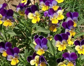 Johnny Jump Up Seeds - Viola tricolor - B85