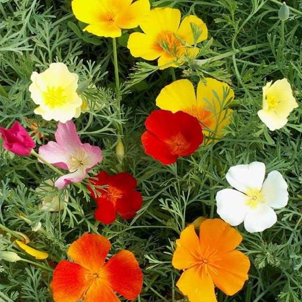 Rainbow California Poppy Wildflower Mix - Eschscholzia californica - ST21