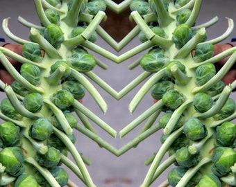 Heirloom Catskill Brussels Sprouts Seeds - Brassica oleracea var. gemmifera - B18