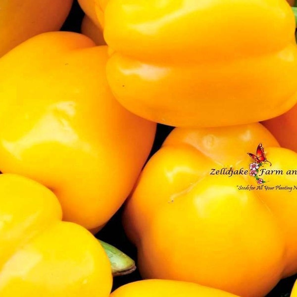 Heirloom Golden California Wonder Bell Pepper Seeds - Capsicum annuum - B259