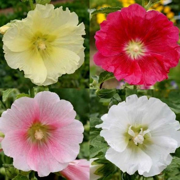 Hollyhocks Single Mix Seeds - Alcea rosea - B278