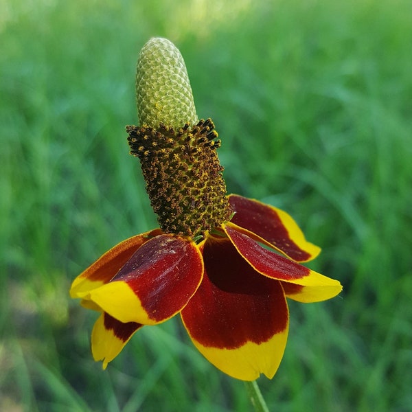 Mexican Hat Wildflower Seeds - Ratibida columnifera - B284