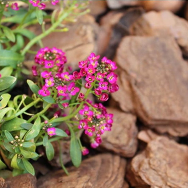 Dwarf Sweet Pink Alyssum Flower Seeds - Lobularia maritima - B149