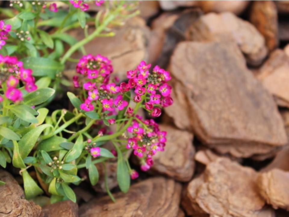 Alyssum Dwarf Sweet Pink Flower Seeds - Lobularia maritima - B149