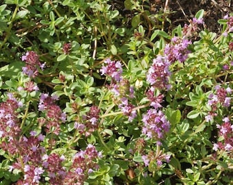 Heirloom Creeping Thyme Seeds - Thymus serpyllum - B24