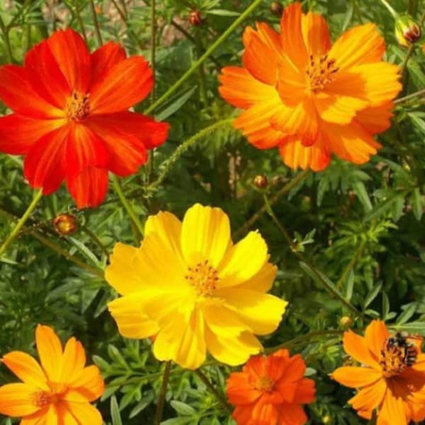 Sulphur Cosmos Seeds - 125 seeds, or 1 gram - Buy 2 Get 1 order Free - B238