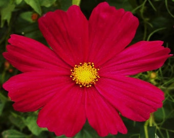 Dazzler Cosmos Seeds - Cosmos bipinnatus - B255