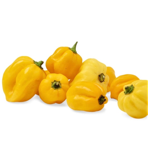 Jamaican Yellow Habanero Pepper Seeds - 30+ Seeds, Super Hot, USA Grown, Free Shipping