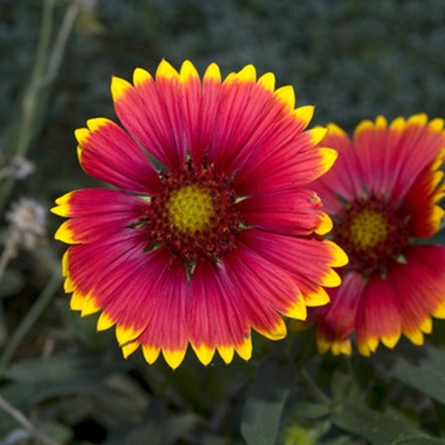 Heirloom Great Blanket Flower 75 Seeds 1/4 Gram Buy 2 Get Etsy