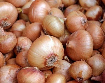 Heirloom Walla Walla Onion Seeds - Allium cepa - B54