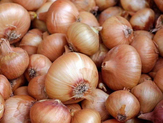 150 ORGANICALLY GROWN Sweet Spanish Yellow Onion Seeds Heirloom NON-GMO Mild US