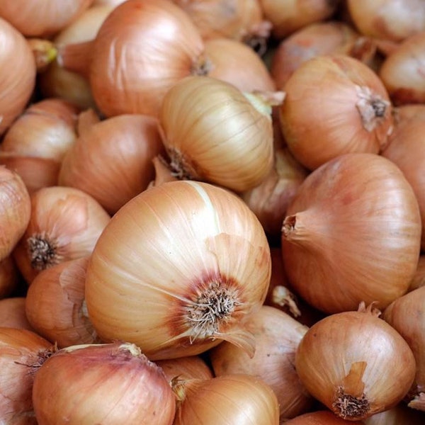 Heirloom Walla Walla Onion Seeds - Allium cepa - B54