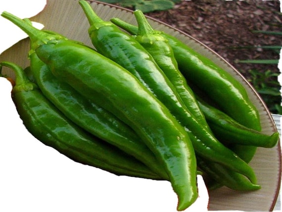 200 Anaheim Mild Hot Chili Pepper Seeds w// Gift