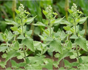 Catnip - 700 seeds, 1/2 gram - Buy 2 Get 1 Order Free - B3