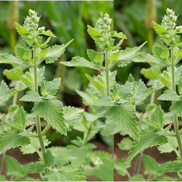 Catnip - 700 seeds, 1/2 gram - Buy 2 Get 1 Order Free - B3