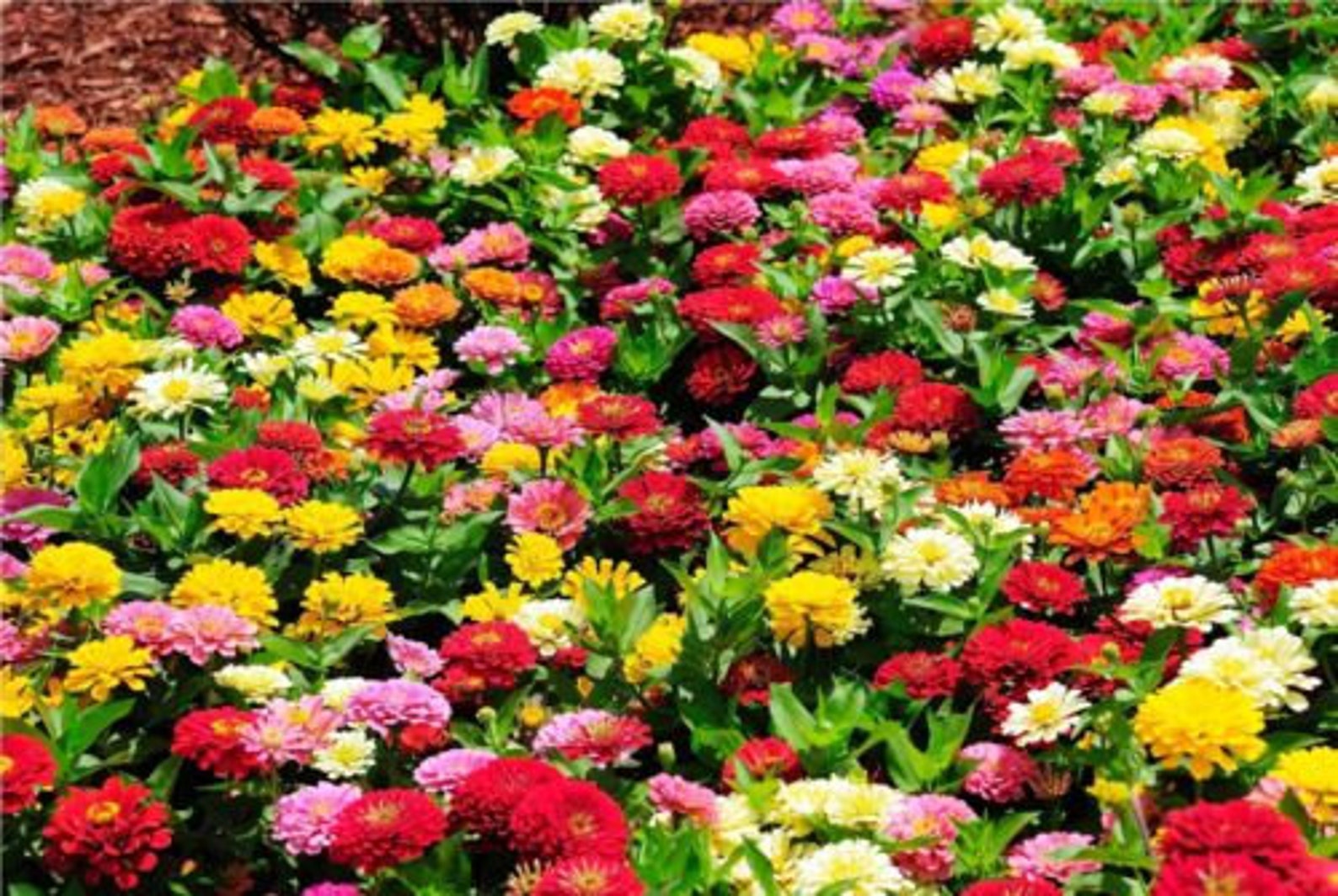 Zinnia Dahlia Flowered Mix Seeds Choose Packet Size S8 Etsy