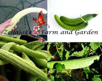 Heirloom Light & Dark Armenian Cucumber Seed Mix - Cucumis melo var. flexuosus - B5