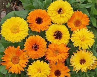 Pacific Beauty Calendula Seed Mix - Calendula officinalis - B246