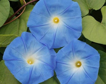 Heavenly Blue Morning Glory Flower Seeds - Ipomoea purpurea - B277